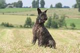 BOUVIER DES ARDENNES 336